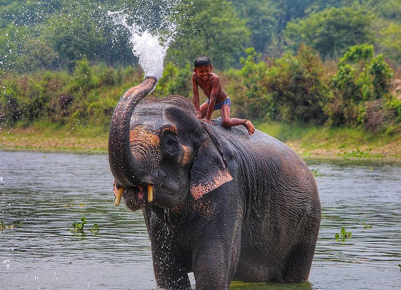 elephant shower in chitwan national park